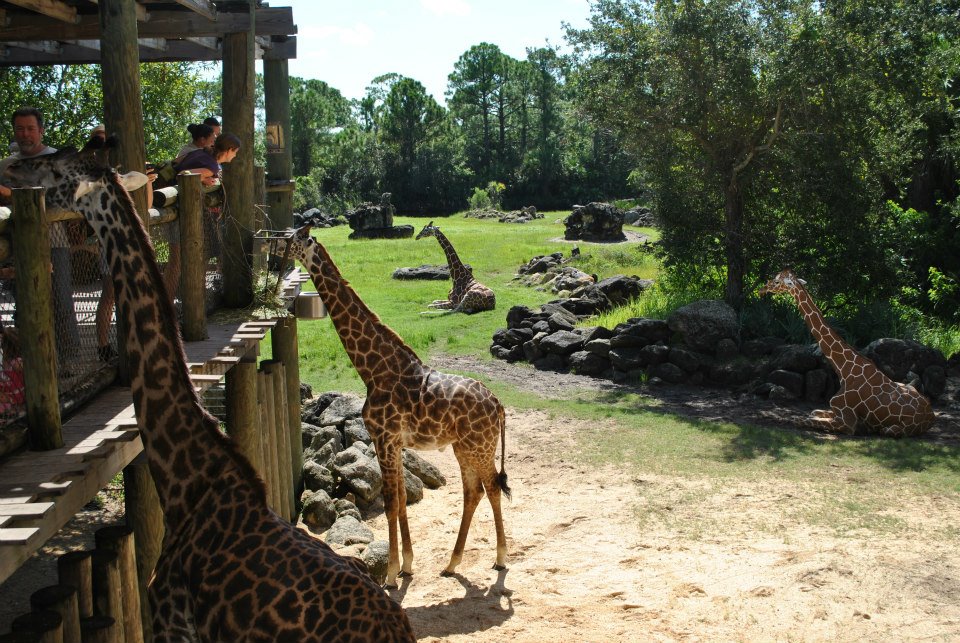 Brevard Zoo Giraffes