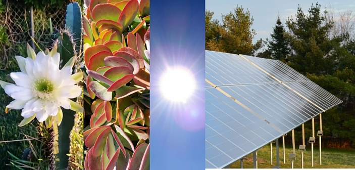 Photo of Photovoltaic vs. Photosynthetic Systems