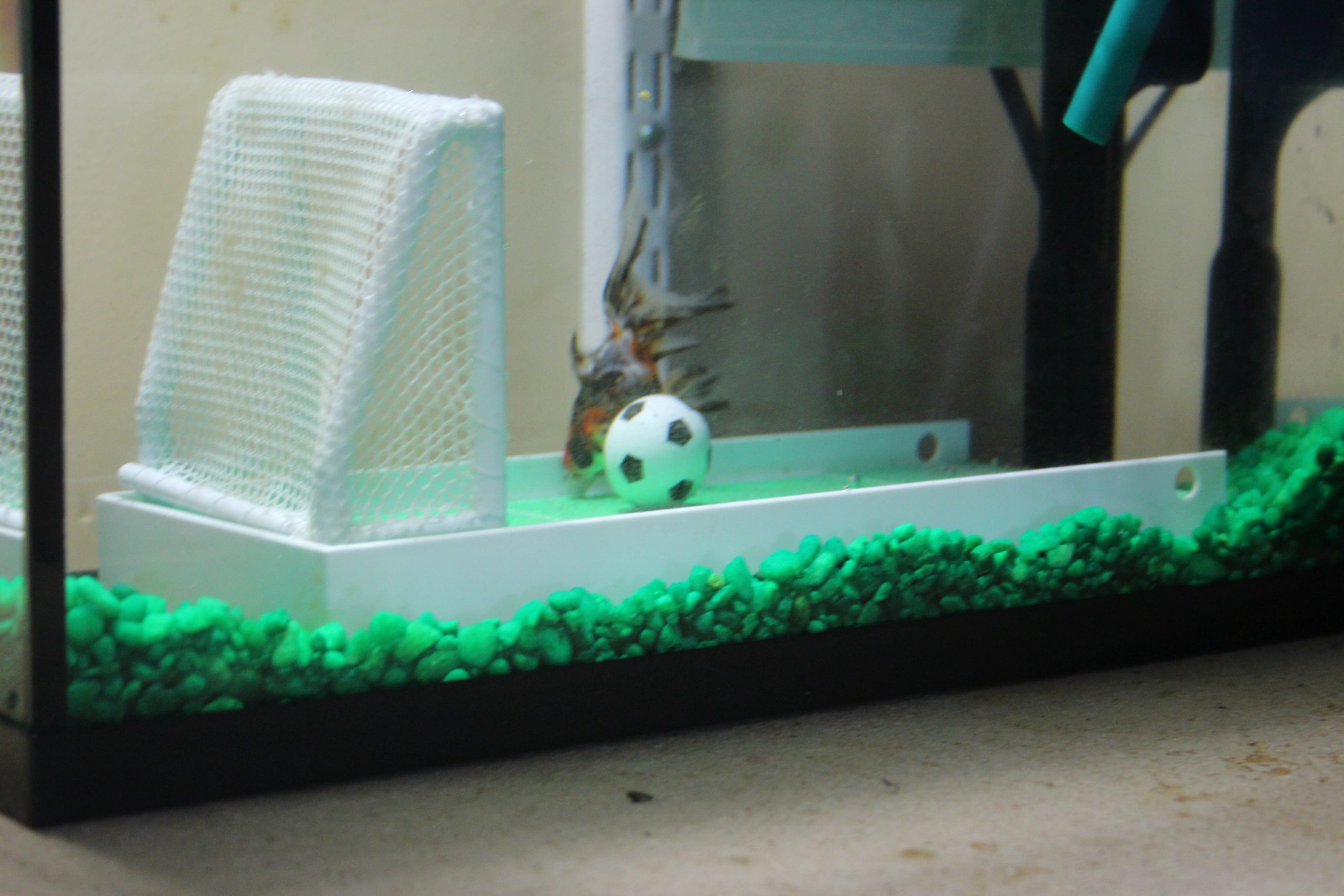 Goldfish Playing Soccer