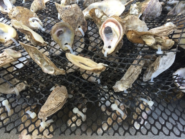 oyster mats