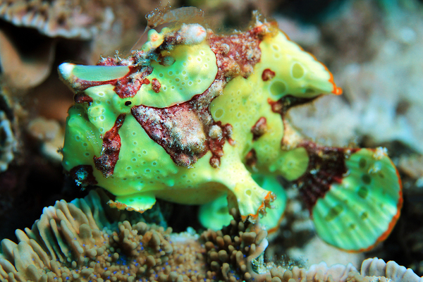 The 10 Weirdest Ocean Creatures | Florida Tech Ad Astra