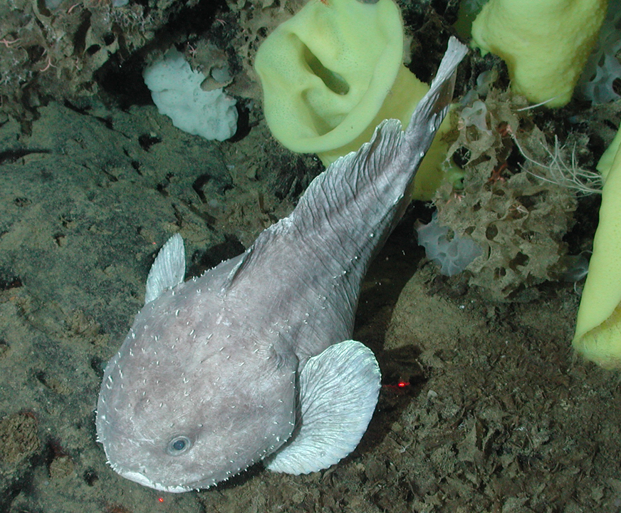 The 10 Weirdest Ocean Creatures | Florida Tech Ad Astra