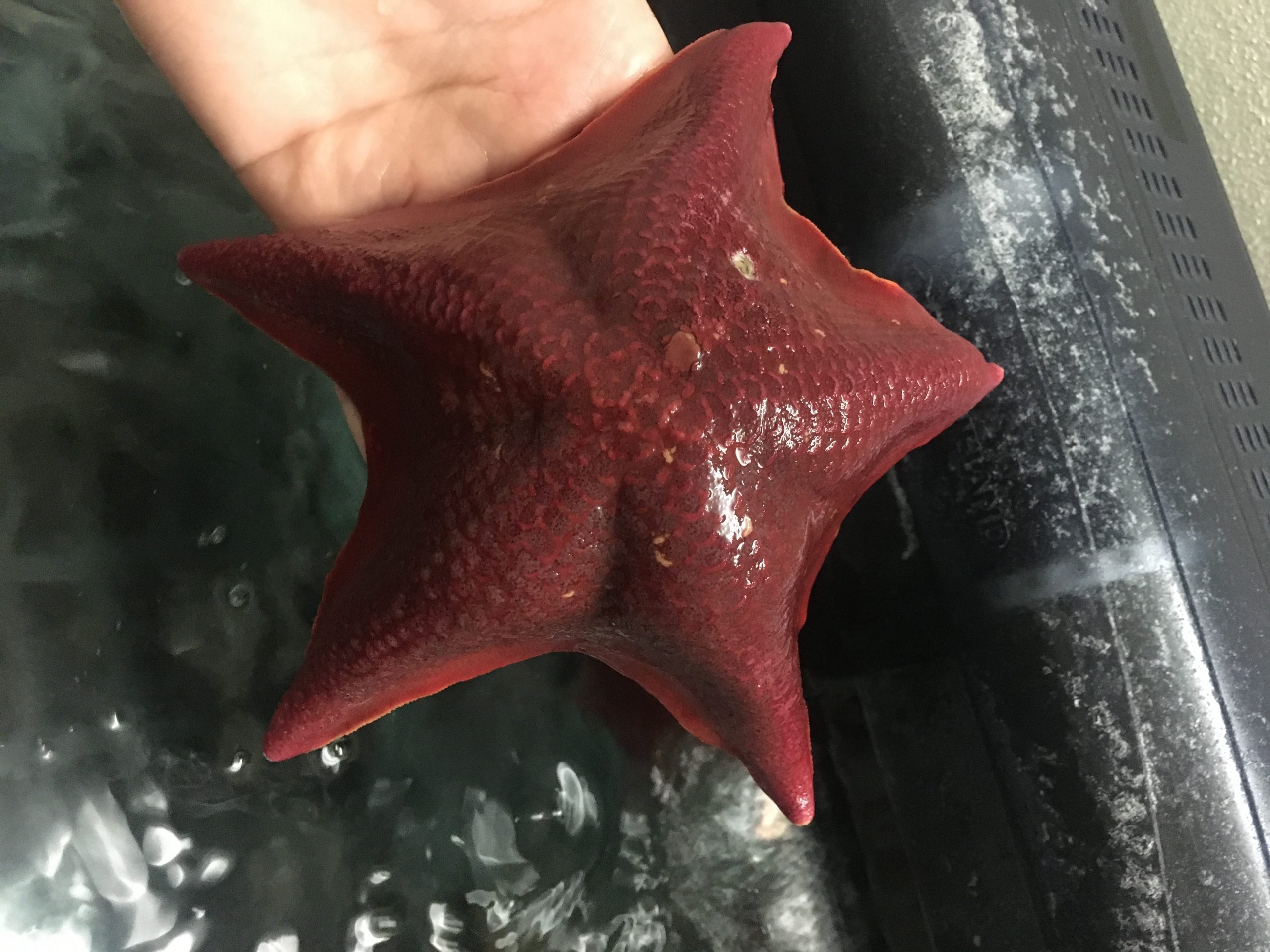 Photo of Identifying Molecules Involved with Infertility with Help from Starfish