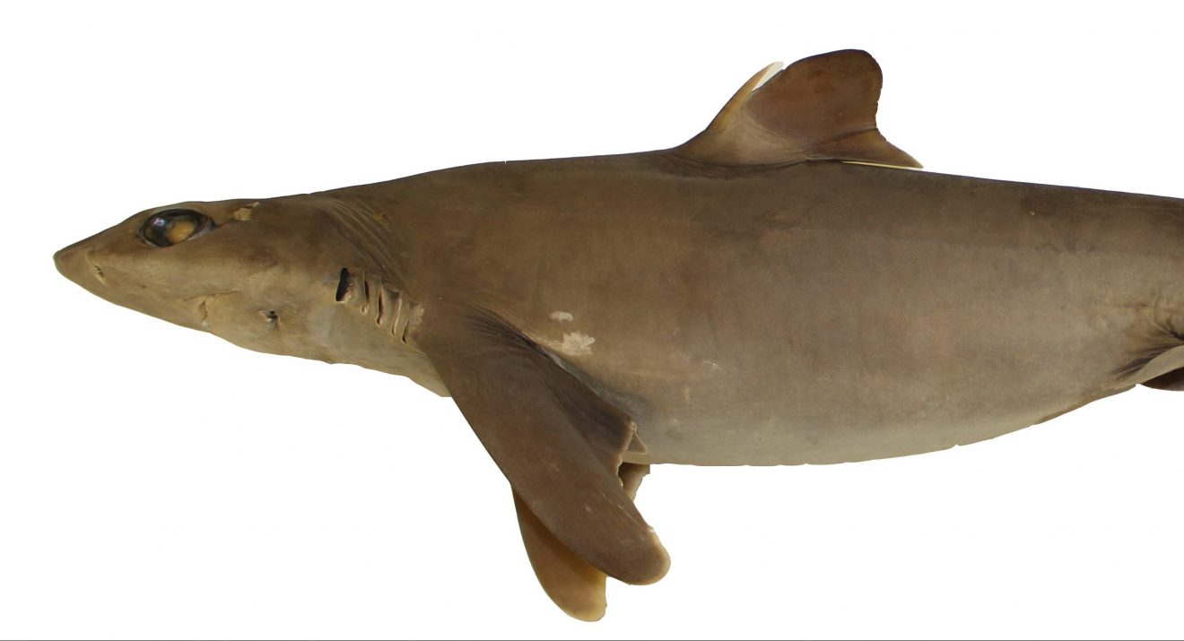 Photo of New Shark Species Discovery May Help Conservation Efforts