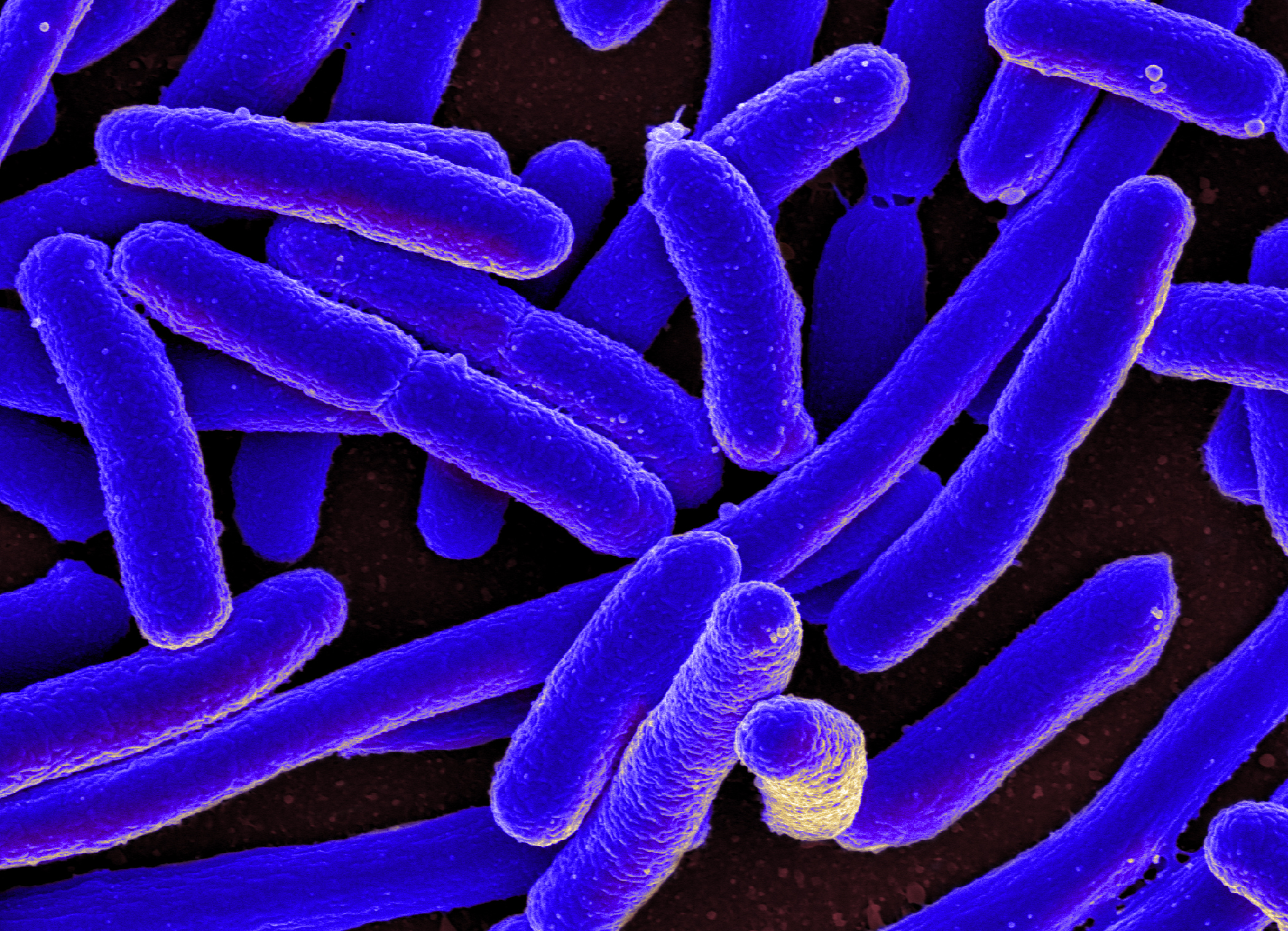 bacteria communication