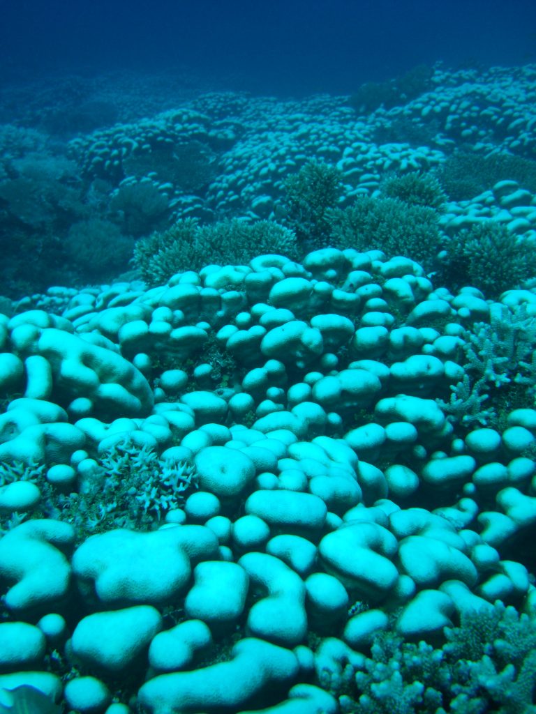 Photo of Study: Coral Reefs Near Equator  Less Affected by Ocean Warming