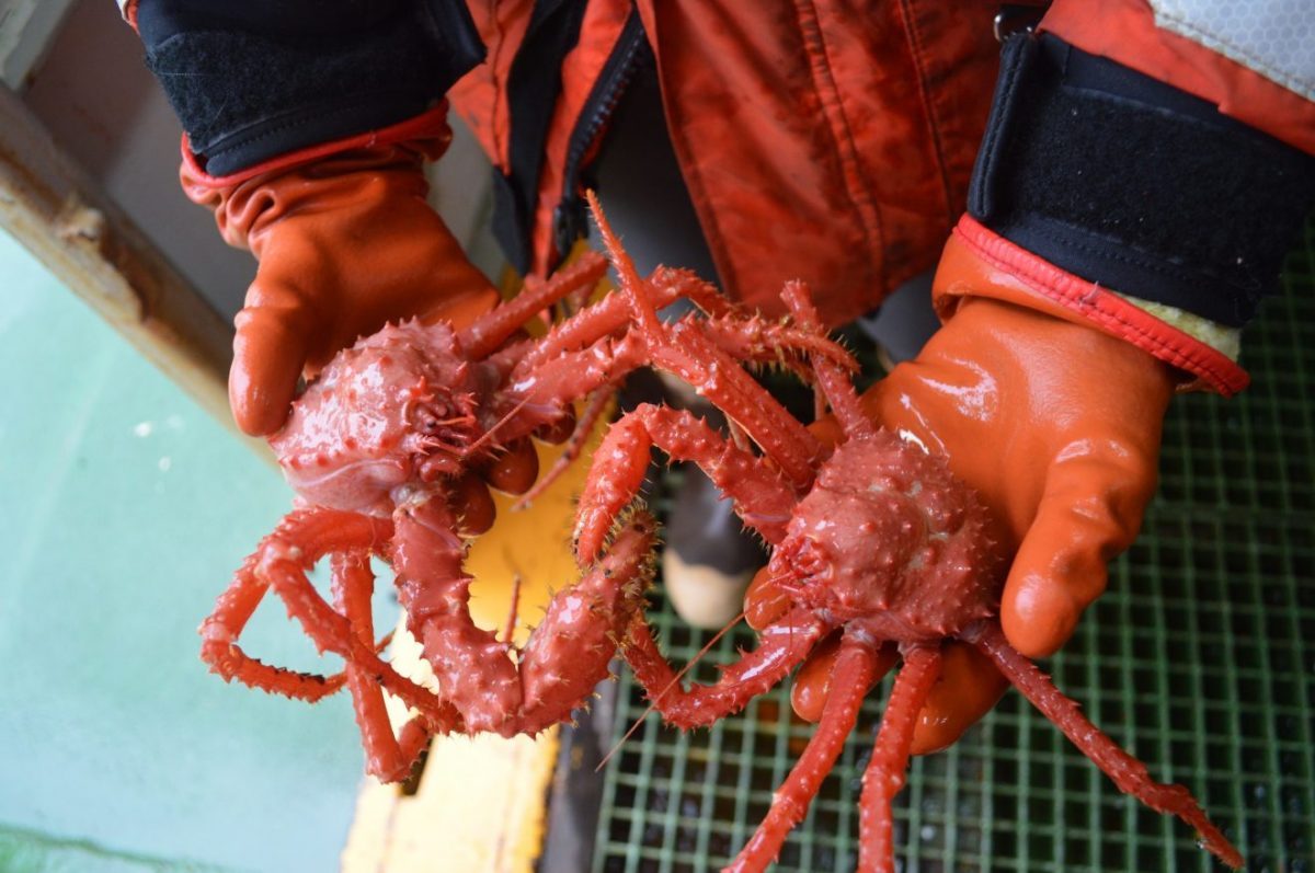A photo two king crabs being held.