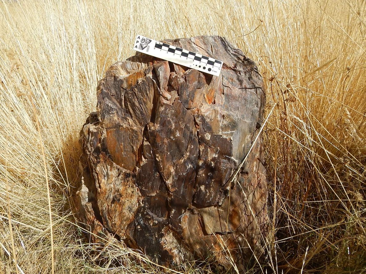 Fossil wood from the Colpamayo area in Peru.