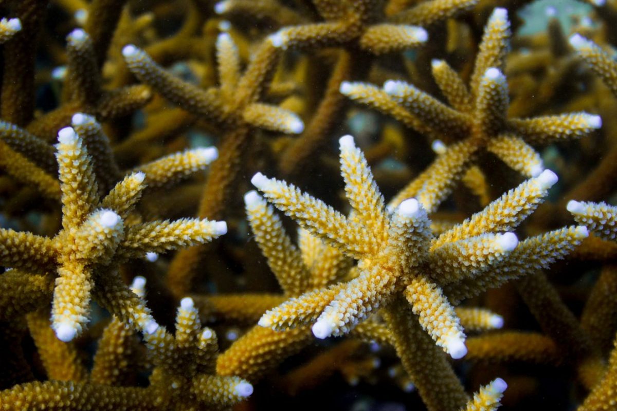 a close-up image of staghorn corals