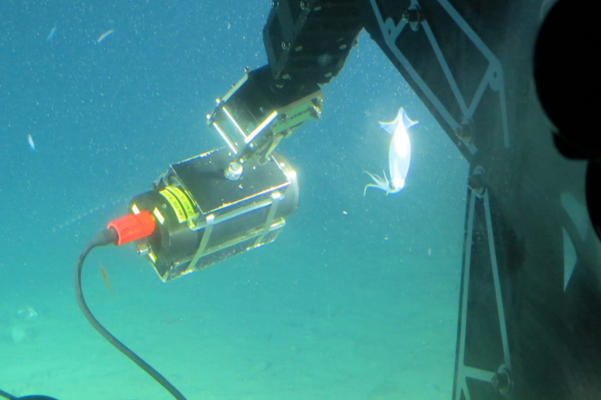 An Arctic Rays underwater camera in action recording a squid.