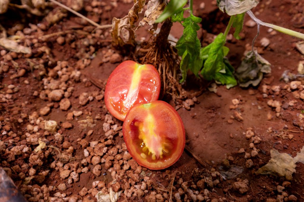 This tomato was grown in soil that replicates what is found on Mars. Future settlers on the red planet will have to grow much of their food, and this project will help scientists understand what is necessary to do that.