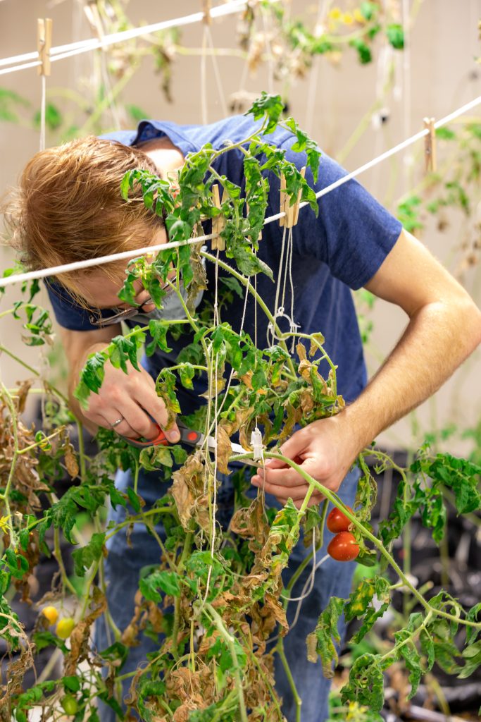 A Florida Tech research team member harvests tomatoes from a plant grown in Martian regolith simulant in partnership with Heinz.