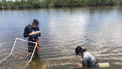 Photo of Florida Tech Researchers: With Some Help, Nature Can Drive Lagoon Restoration