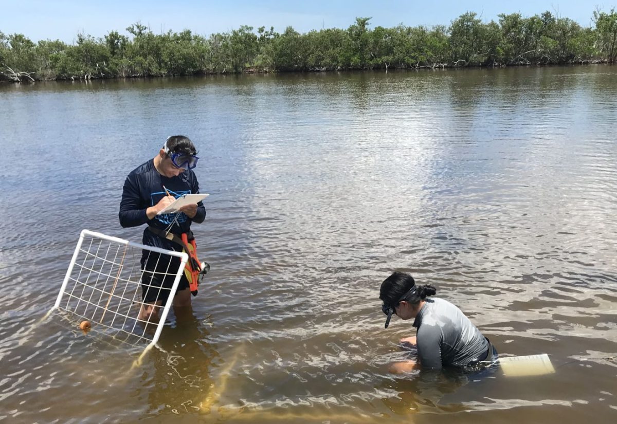 Two college students, a man and a woman, work in knee-depth water to measure ground coverage of seagrass.