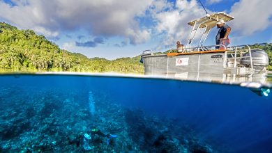 Photo of New Research Recommends Multinational Ocean Sanctuaries to Help Corals Survive Climate Change