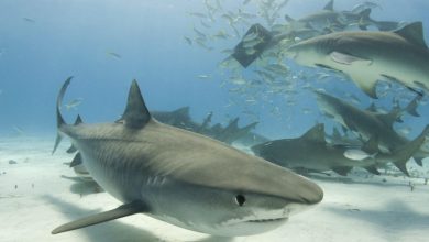Photo of Tiger Sharks Return to Nurseries, New Study Finds