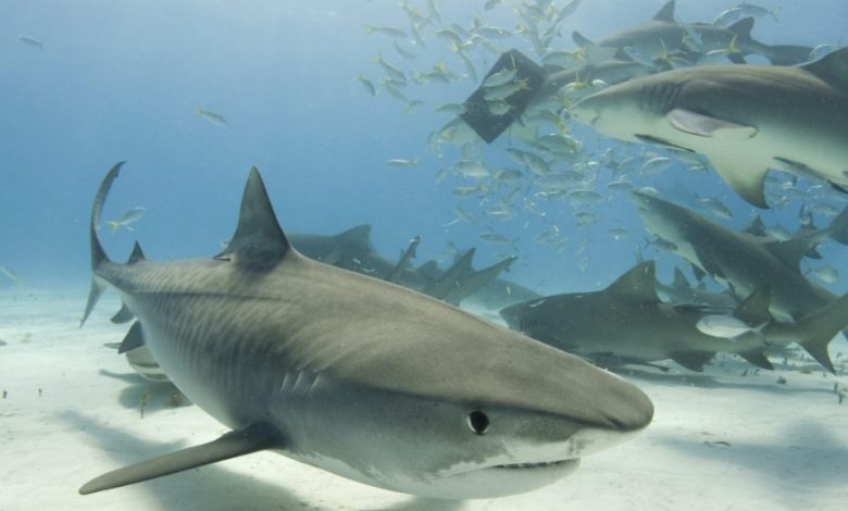 Photo of Tiger Sharks Return to Nurseries, New Study Finds