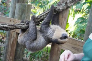 A sloth at the Brevard Zoo.