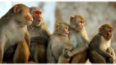 Photo of ASD Study Looks at Monkeys as Possible Models