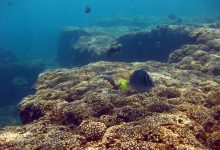 Photo of Florida Tech Study Shows Tropical Reefs Grow Faster in Cooler Waters
