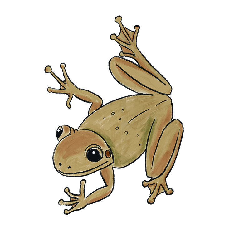 Cuban Tree Frog, illustrated by Yumiko Kitazono 