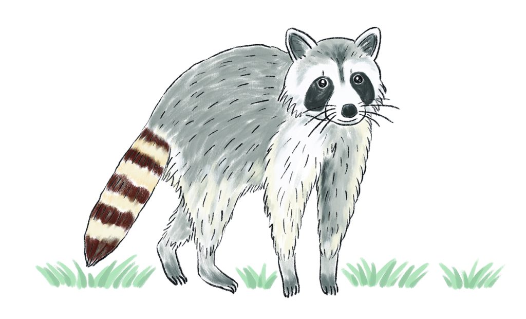 Raccoon, illustrated by Yumiko Kitazono 