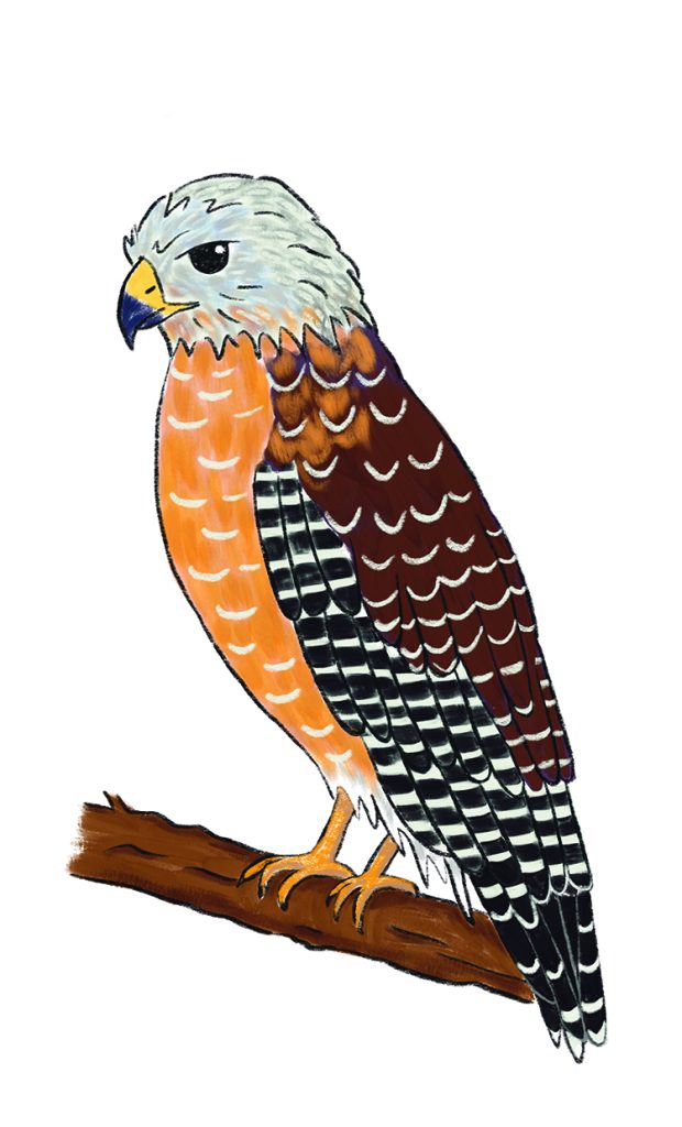 Red-Shouldered Hawk, illustrated by Yumiko Kitazono 