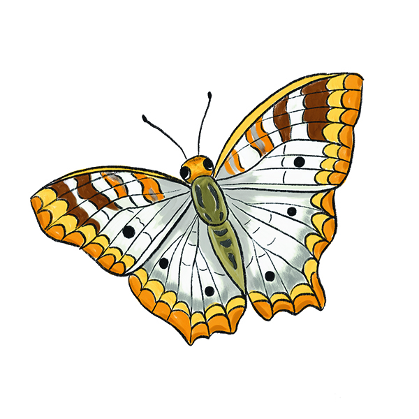 White Peacock Butterfly, illustrated by Yumiko Kitazono  