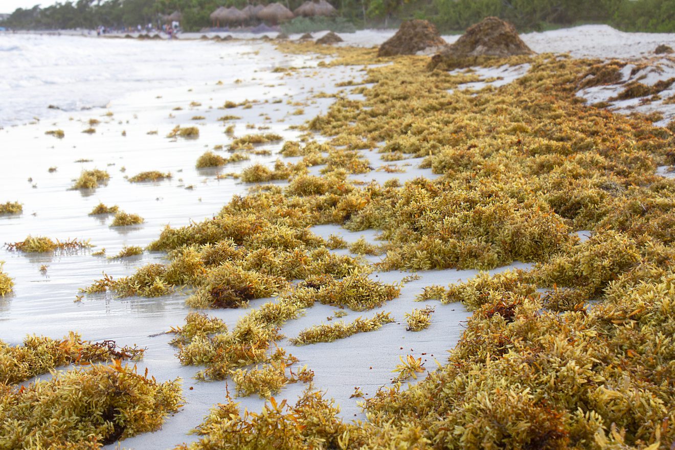 Large amounts of seaweed on the beach.