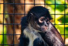 Photo of Rescue to the Research: An Update on Mateo the Spider Monkey