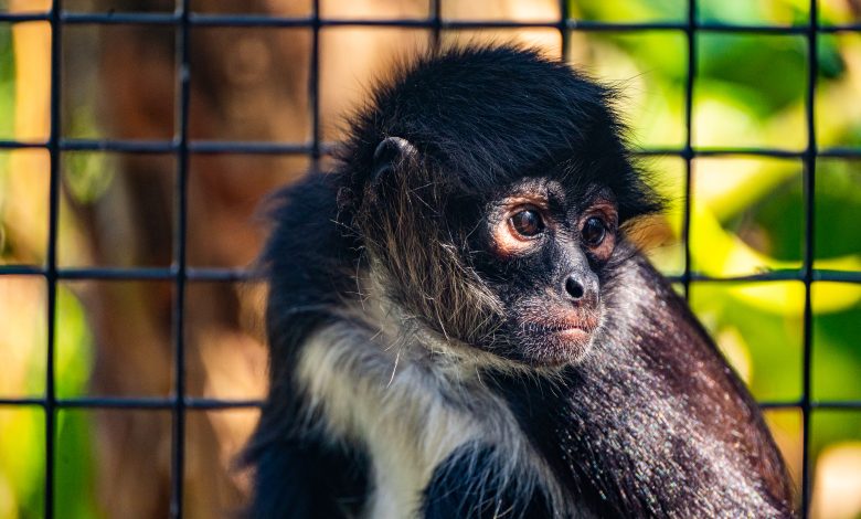 Photo of Rescue to the Research: An Update on Mateo the Spider Monkey