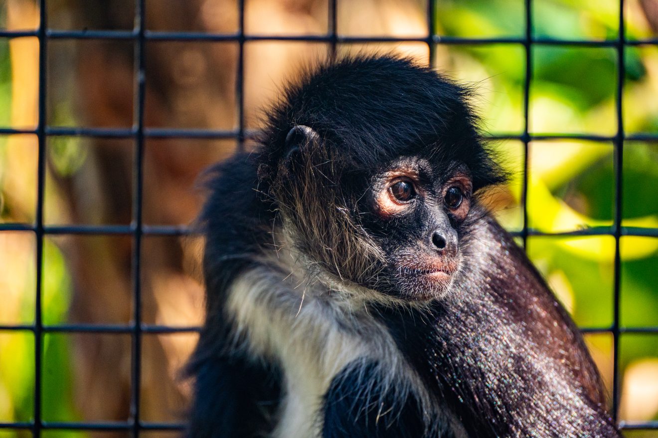 Mateo, an orphaned spider monkey Florida Tech helped to re-home in 2020