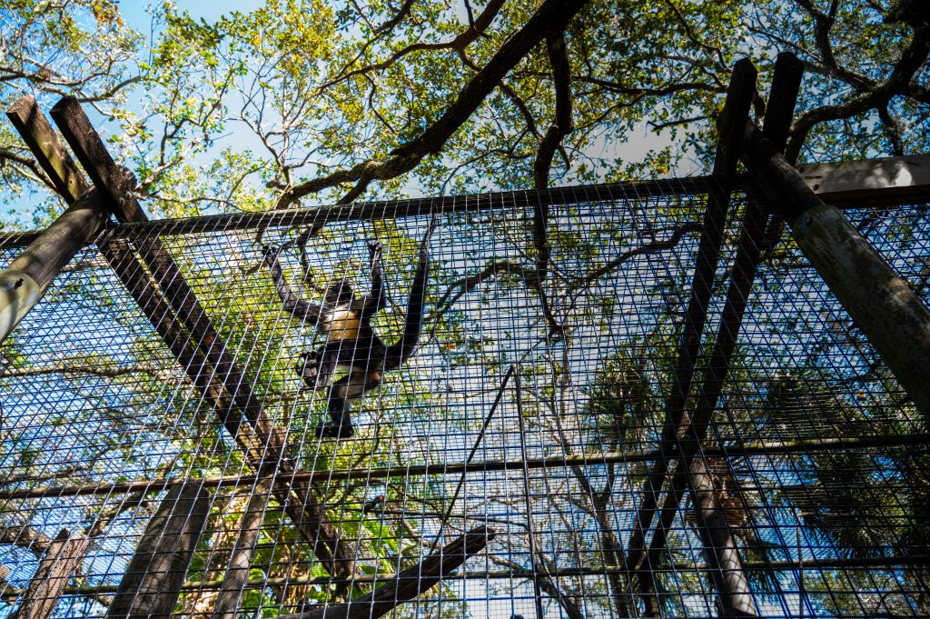 The spider monkey cognitive testing complex at Brevard Zoo