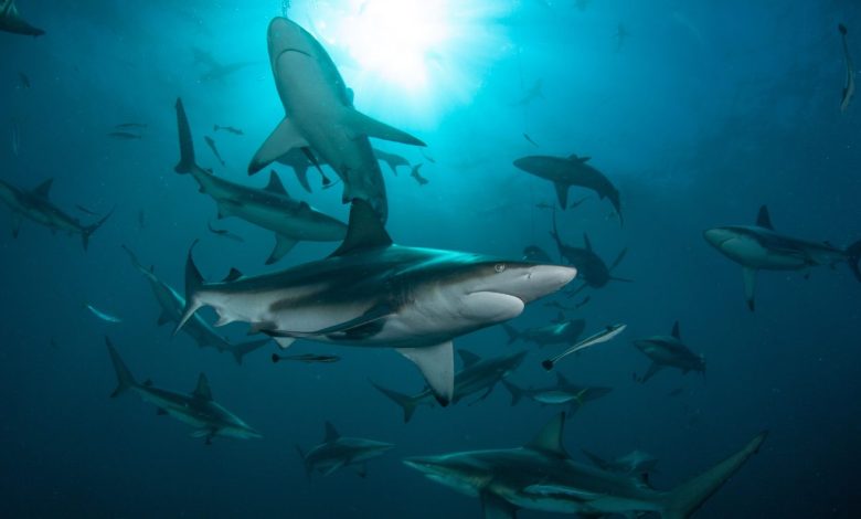 Photo of You’re Gonna Need A Bigger Boat: What Shark Are You Based On Your Major?