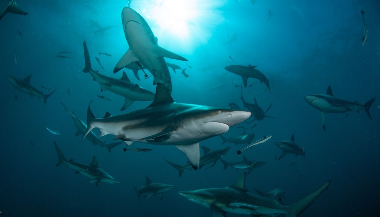 Blacktip sharks (Carcharhinus limbatus) swarm. (Atlantic Edge Films)