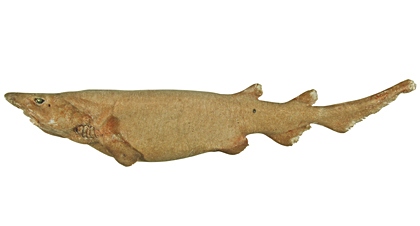 The bighead catshark. Photo from the CSIRO National Fish Collection. This file is licensed under the Creative Commons Attribution 3.0 Unported license.