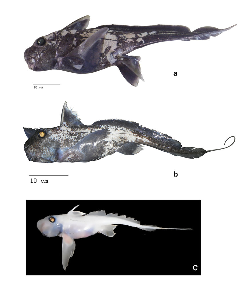 The seafarer's ghost shark. A) A mature male. B) An immature male. C) A newly hatched female. Photo from Clerkin, Paul & Ebert, David & Kemper, Jenny. (2017). New species of Chimaera (Chondrichthyes: Holocephali: Chimaeriformes: Chimaeridae) from the Southwestern Indian Ocean. Zootaxa. 4312. 1-37. 10.11646/zootaxa.4312.1.1. 
