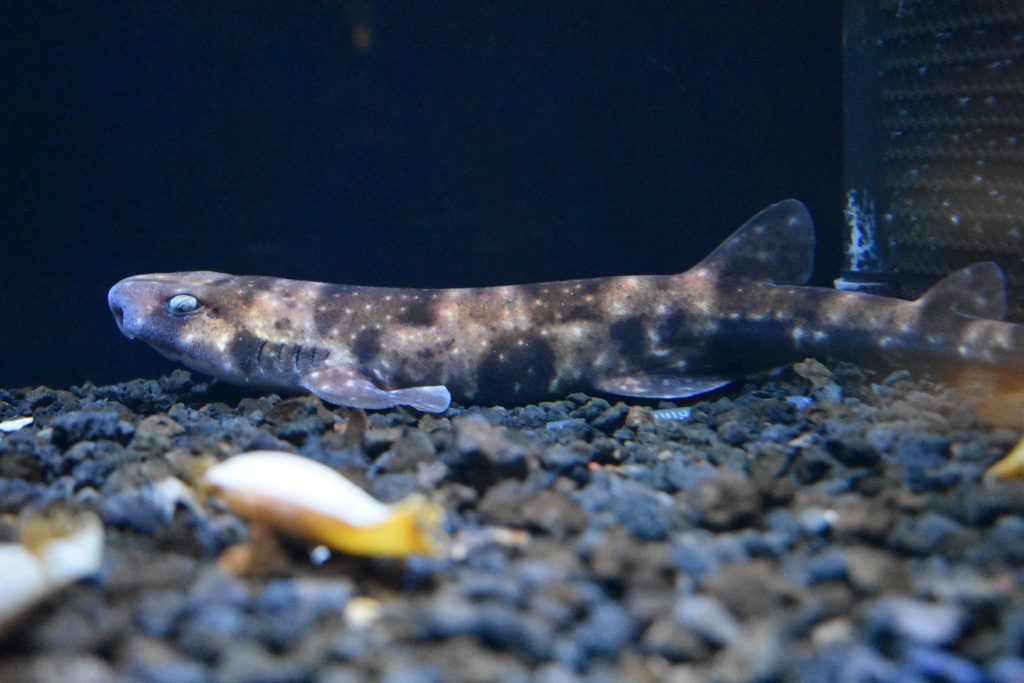 The cloudy catshark. Photo by 出羽雀台. This file is licensed under the Creative Commons Attribution-Share Alike 4.0 International license.