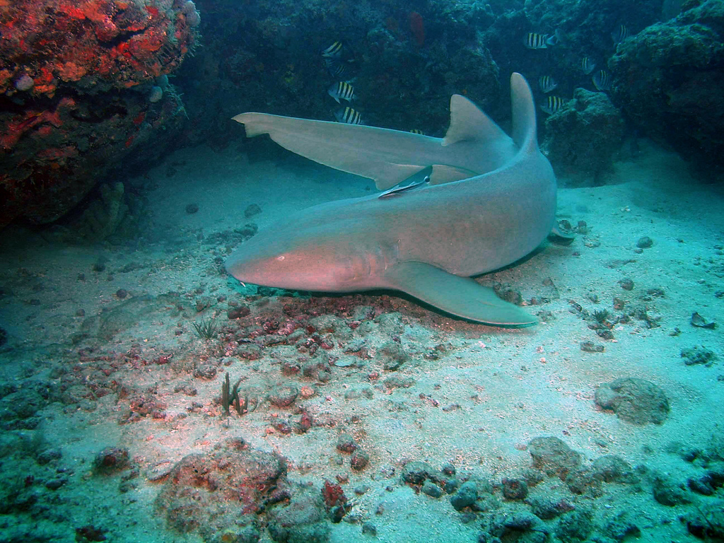 The nurse shark. Photo by Gary Rinaldi. This file is licensed under the Creative Commons Attribution-Share Alike 2.0 Generic license.