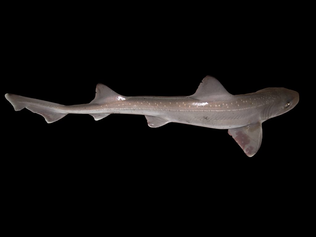 A starry smooth-hound. Photo by Hans Hillewaert. This file is licensed under the Creative Commons Attribution-Share Alike 4.0 International license.