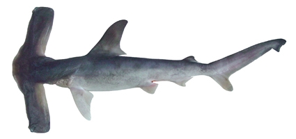 The winghead shark. Photo from the CSIRO National Fish Collection. This file is licensed under the Creative Commons Attribution 3.0 Australia license.
