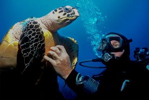 J.D. Duff ’78 A.S. diving with a sea turtle.