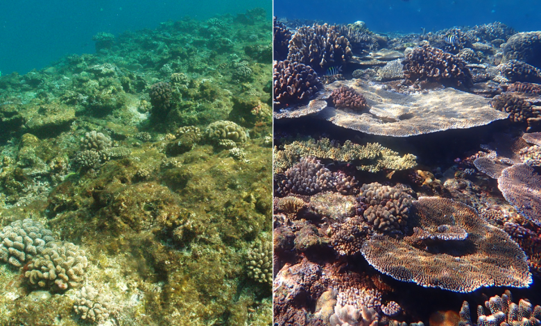 Photo of New Research Shows Value of Simultaneous Local, Global Action to Help Save Coral Reefs