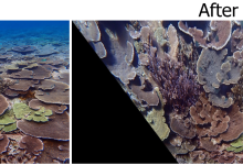Photo of New Algorithm Solves Century-Old Problem for Coral Reef Scientists