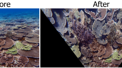 Photo of New Algorithm Solves Century-Old Problem for Coral Reef Scientists